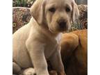Labrador Retriever Puppy for sale in Madison, WI, USA