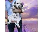 Dalmatian Puppy for sale in Sugar Land, TX, USA
