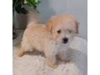 Maltipoo Puppy for sale in Sacramento, CA, USA
