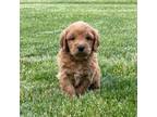 Mutt Puppy for sale in West Point, IA, USA