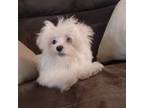 Maltese Puppy for sale in Boydton, VA, USA