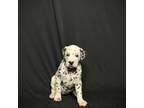 Dalmatian Puppy for sale in Pasadena, TX, USA
