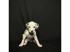 Dalmatian Puppy for sale in Pasadena, TX, USA