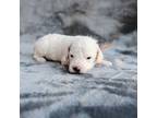 Cavapoo Puppy for sale in Mesa, AZ, USA