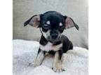 Chihuahua Puppy for sale in Stroudsburg, PA, USA