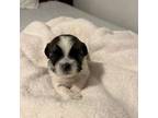 Shih Tzu Puppy for sale in Dorchester, MA, USA