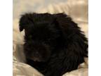 Schnauzer (Miniature) Puppy for sale in Pearl, MS, USA