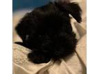 Schnauzer (Miniature) Puppy for sale in Pearl, MS, USA