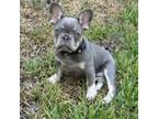 French Bulldog Puppy for sale in Dover, FL, USA