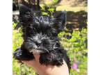 Yorkshire Terrier Puppy for sale in Selmer, TN, USA