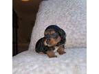 Mutt Puppy for sale in Bayonne, NJ, USA