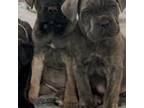 Cane Corso Puppy for sale in Hillsboro, OR, USA