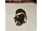 Schnauzer (Miniature) Puppy for sale in Brookhaven, MS, USA