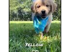 Golden Retriever Puppy for sale in Cochran, GA, USA
