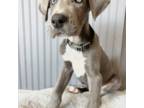 Great Dane Puppy for sale in Acton, CA, USA