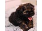 Shih Tzu Puppy for sale in Alpharetta, GA, USA