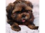 Shih Tzu Puppy for sale in Alpharetta, GA, USA