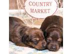 Dachshund Puppy for sale in Crawford, CO, USA