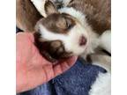 Australian Shepherd Puppy for sale in Trenton, NJ, USA