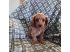 Cavapoo Puppy for sale in Marion, WI, USA