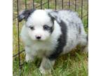 Miniature Australian Shepherd Puppy for sale in Portland, OR, USA