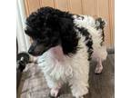 Poodle (Toy) Puppy for sale in Stonewall, LA, USA
