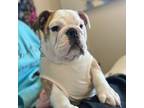 Bulldog Puppy for sale in Fort Collins, CO, USA