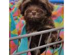 Havanese Puppy for sale in Asheville, NC, USA