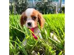 Cavalier King Charles Spaniel Puppy for sale in Madison, VA, USA