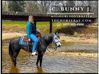 Meet Bunny Registered Missouri Foxtrotter Mare - Available on [url removed]