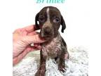 German Shorthaired Pointer Puppy for sale in Demopolis, AL, USA