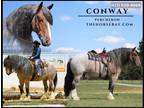 Meet Conway Bay Roan Percheron Gelding - Available on [url removed]
