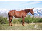 RUBY â 2017 GRADE Quarter Horse Red Roan Mare! Go to www.Billingslivesto