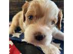 Cavapoo Puppy for sale in Holden, MO, USA