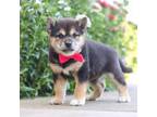 Shiba Inu Puppy for sale in Millersburg, OH, USA