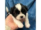 Shih Tzu Puppy for sale in Minco, OK, USA