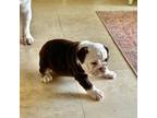 Bulldog Puppy for sale in Sisters, OR, USA