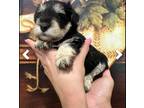 Schnauzer (Miniature) Puppy for sale in Sarasota, FL, USA