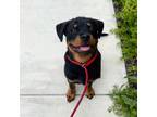 Rottweiler Puppy for sale in Chula Vista, CA, USA