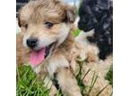 Mutt Puppy for sale in Alexandria, MN, USA