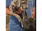 Great Dane Puppy for sale in Denton, MD, USA