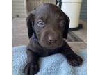 Boykin Spaniel Puppy for sale in Millstadt, IL, USA
