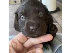 Boykin Spaniel Puppy for sale in Millstadt, IL, USA
