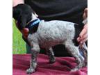 German Shorthaired Pointer Puppy for sale in Oak Grove, LA, USA