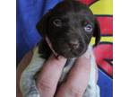 German Shorthaired Pointer Puppy for sale in Oak Grove, LA, USA