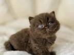 Pure Breed British Shorthair Kittens Boy