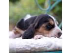Basset Hound Puppy for sale in Butler, GA, USA