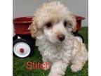 Mutt Puppy for sale in Catlett, VA, USA