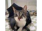 Experienced and Responsible Catsitter located in the Bronx!