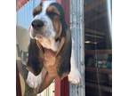 Basset Hound Puppy for sale in Purcell, OK, USA